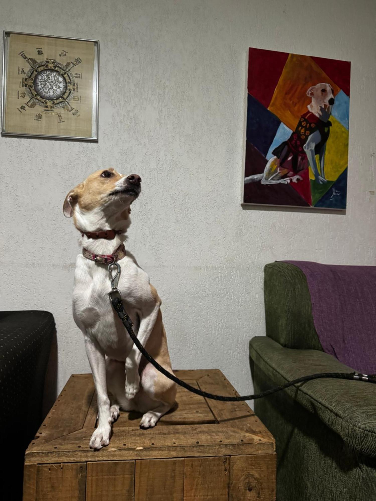 Nomade In Arte E Hostel São Paulo Kültér fotó